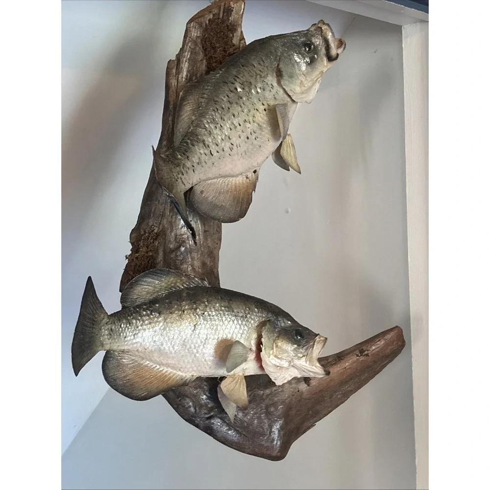 2 Fish Taxidermy Wall Mount on Driftwood (Crappie? Smallmouth Bass? - 14